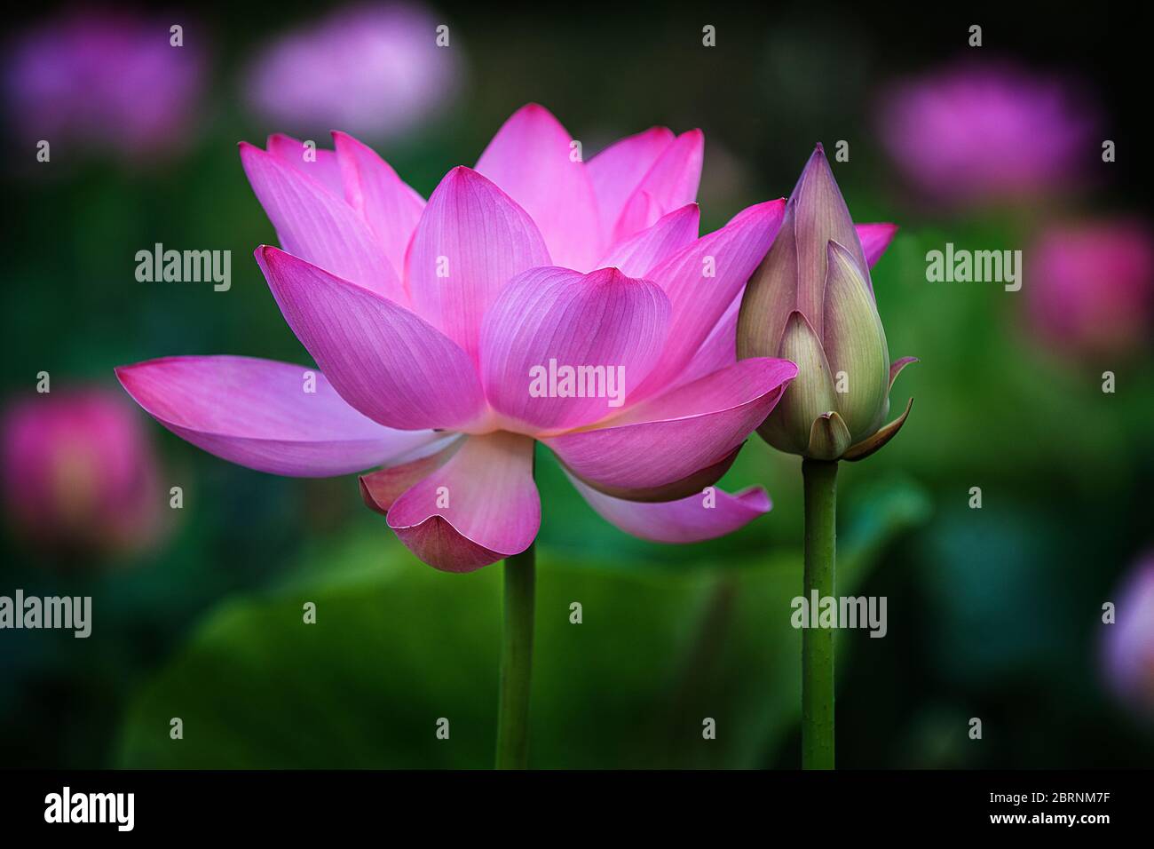 Lotus flower embraces lotus bud Stock Photo Alamy