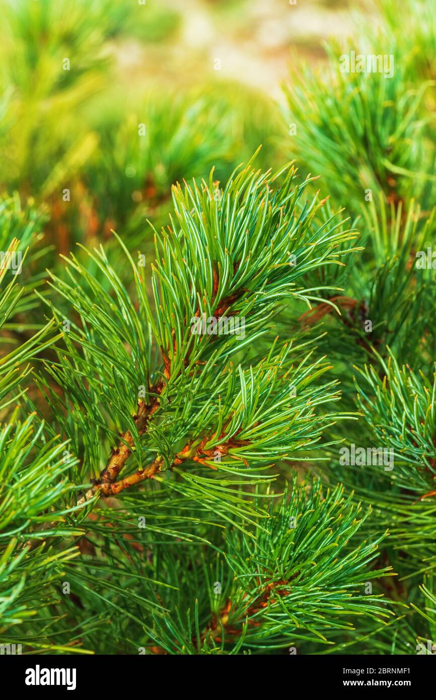 Needles of branch Japanese Stone Pine Pinus Pumila. Natural coniferous medicinal plant used in traditional and folk medicine. Close-up vertical view o Stock Photo