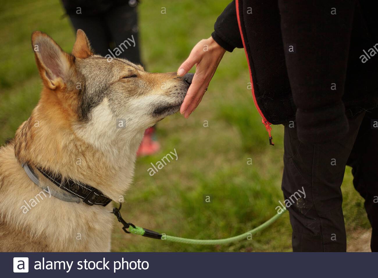 wolf dog muzzle