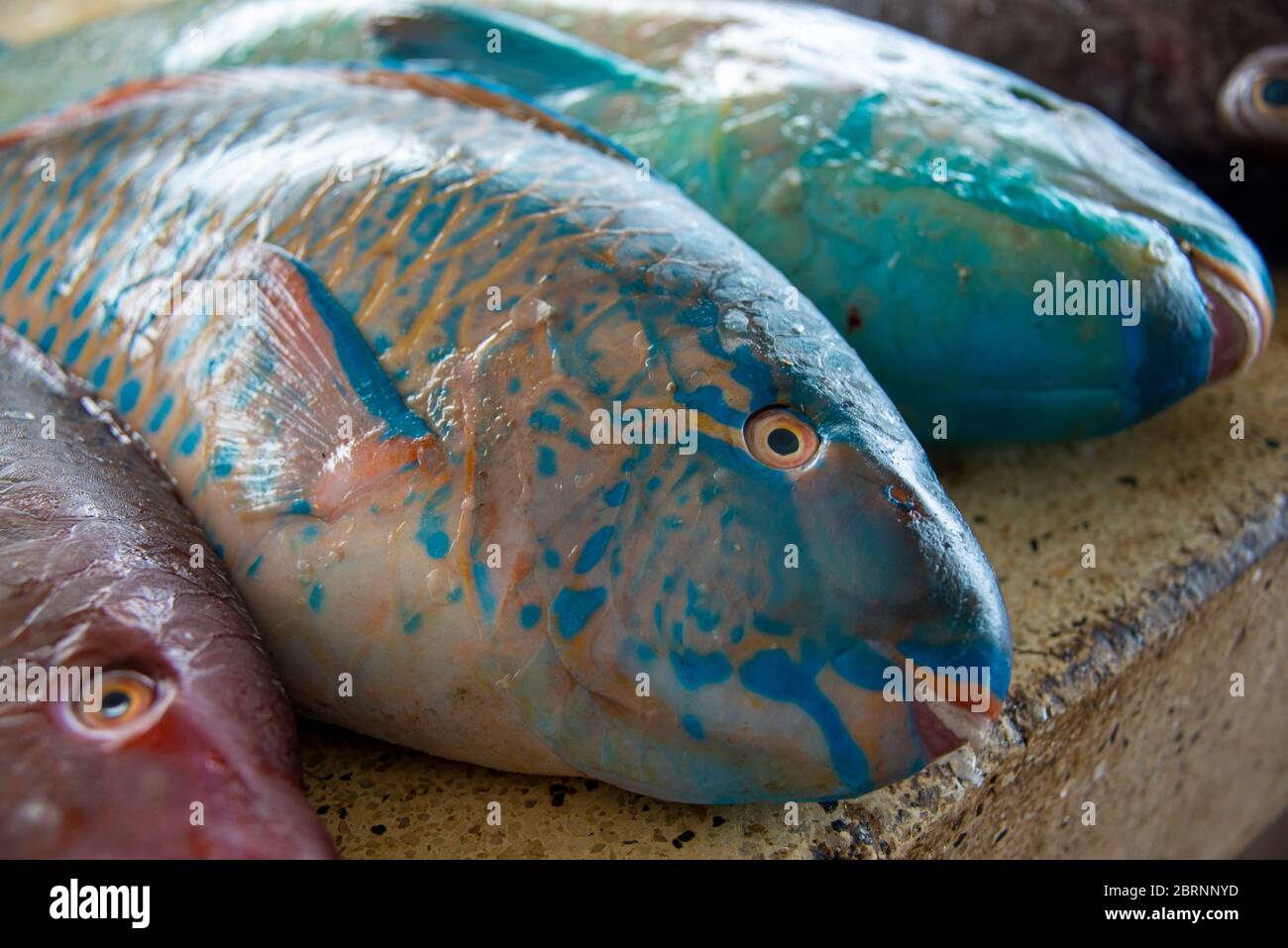 Colorful parrot fish in Mombasa fish market Stock Photo