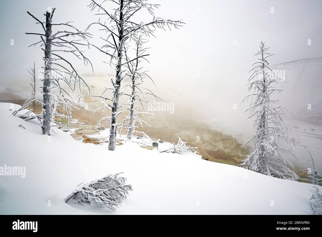 WY04593-00...WYOMING - A chilly morning at Canary Spring, part of ...