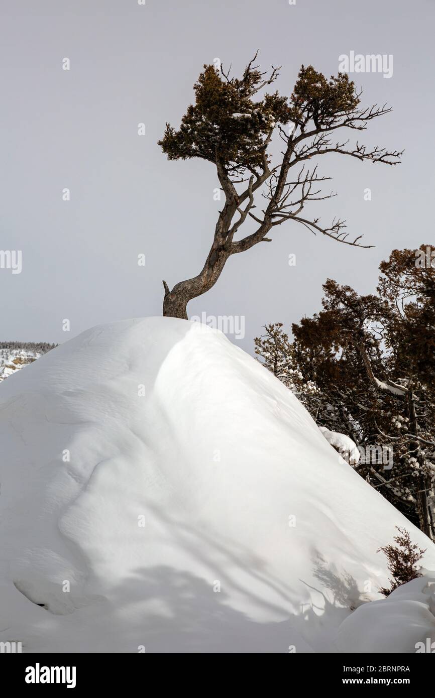 WYOMING - Tree growing out of the top of a snow covered travertine mound along Upper Terraces Drive at Mammoth Hot Springs in Yellowstone Natl Park. Stock Photo