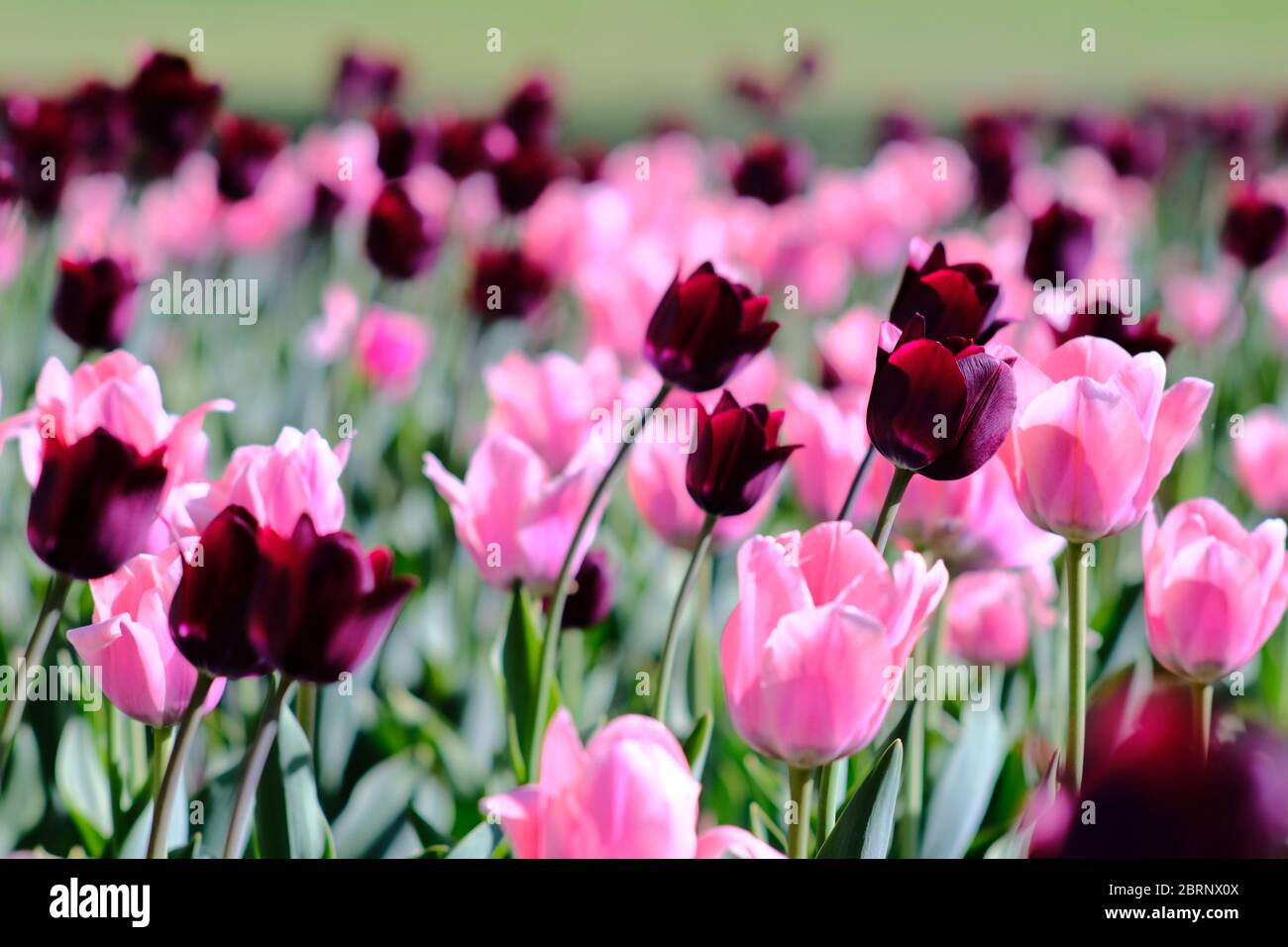 Tulip bed 15 (Continental & Apricona cultivars) at the COVID-19 cancelled (online only) Canadian Tulip Festival 2020, Ottawa, Ontario, Canada. Stock Photo