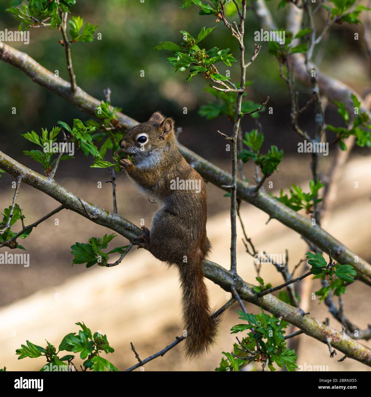 Red squirrel eating fresh leaves from the branch of a tree. Stock Photo