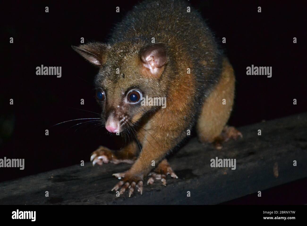 Large wild brushtail possum captured at night in Australia Stock Photo