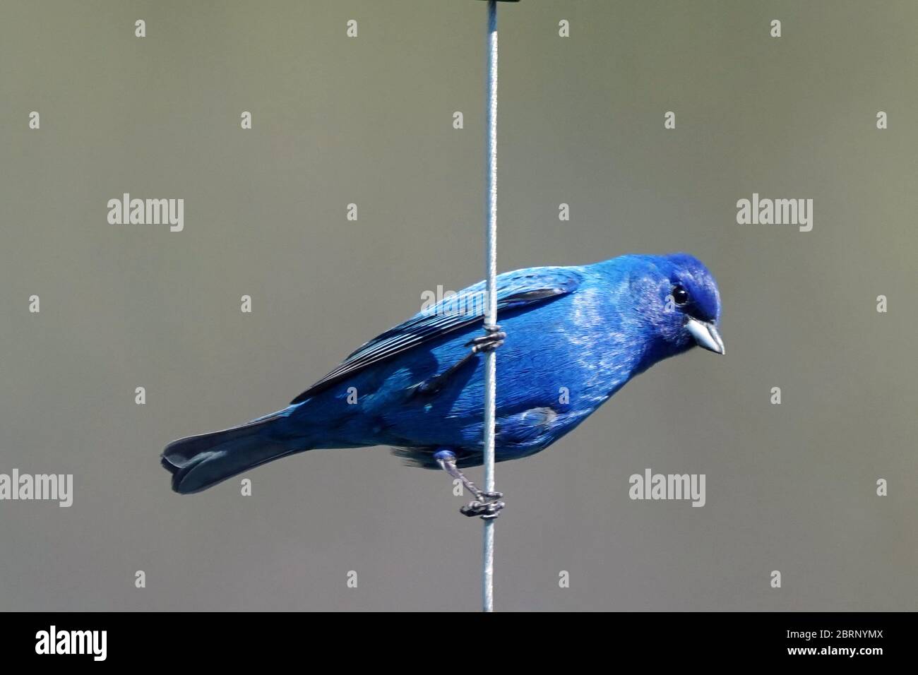 Indigo Bunting in backyard flying and perching Stock Photo Alamy