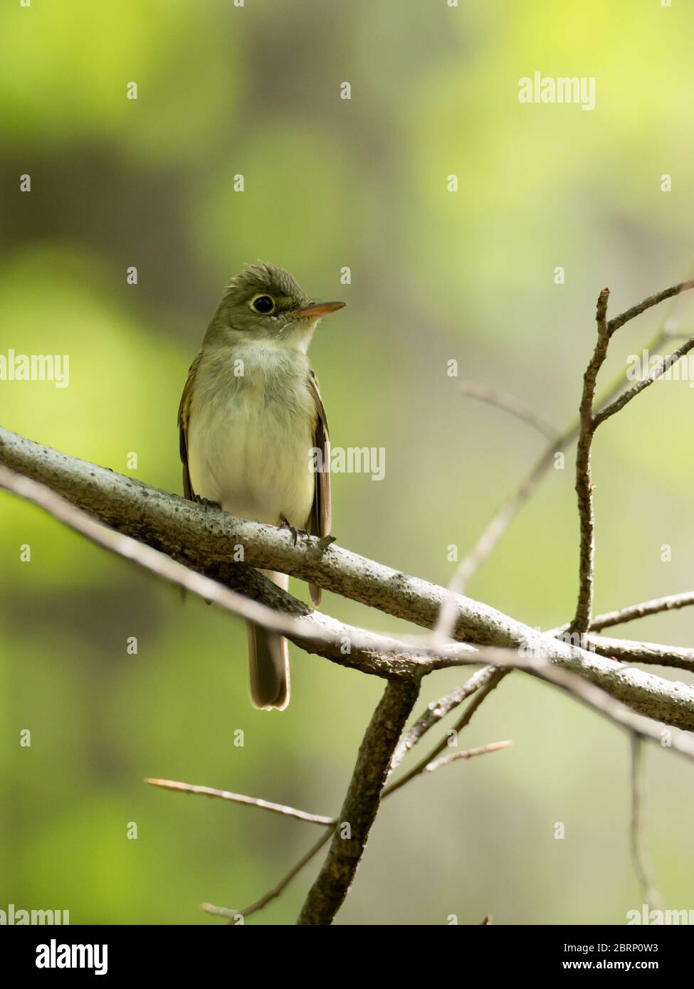 Acadian Flycatcher, Empidonax virescens, a neotropical flycatcher breeding in the hardwood forests of North America Stock Photo