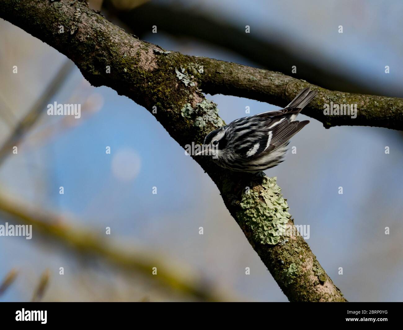 Black-and-white warbler, Mniotilta varia, an energetic neotropical migrant species of warbler Stock Photo