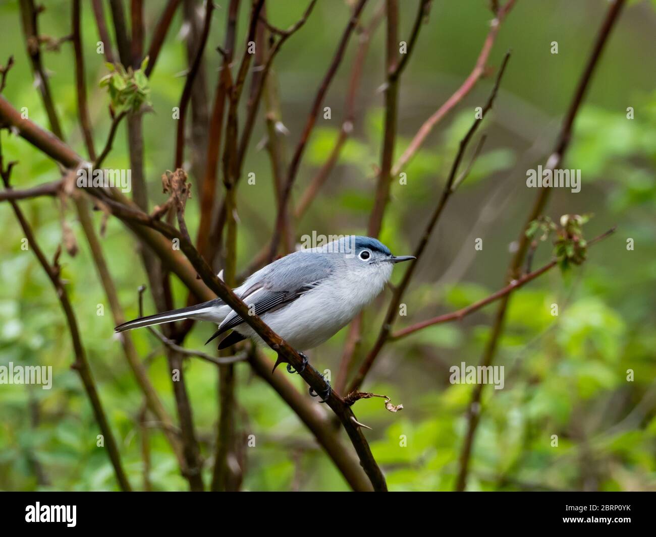Blue-gray gnatcatcher, Polioptila caerulea, a common bird in the forests of Ohio in the summer time. Stock Photo