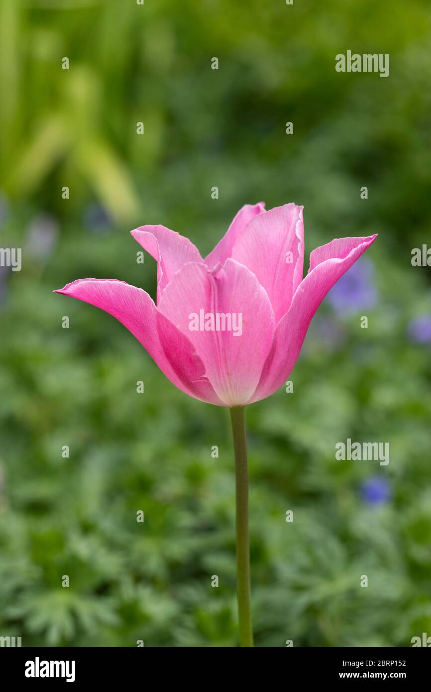 Single pink tulip in flower in spring, with a green garden background