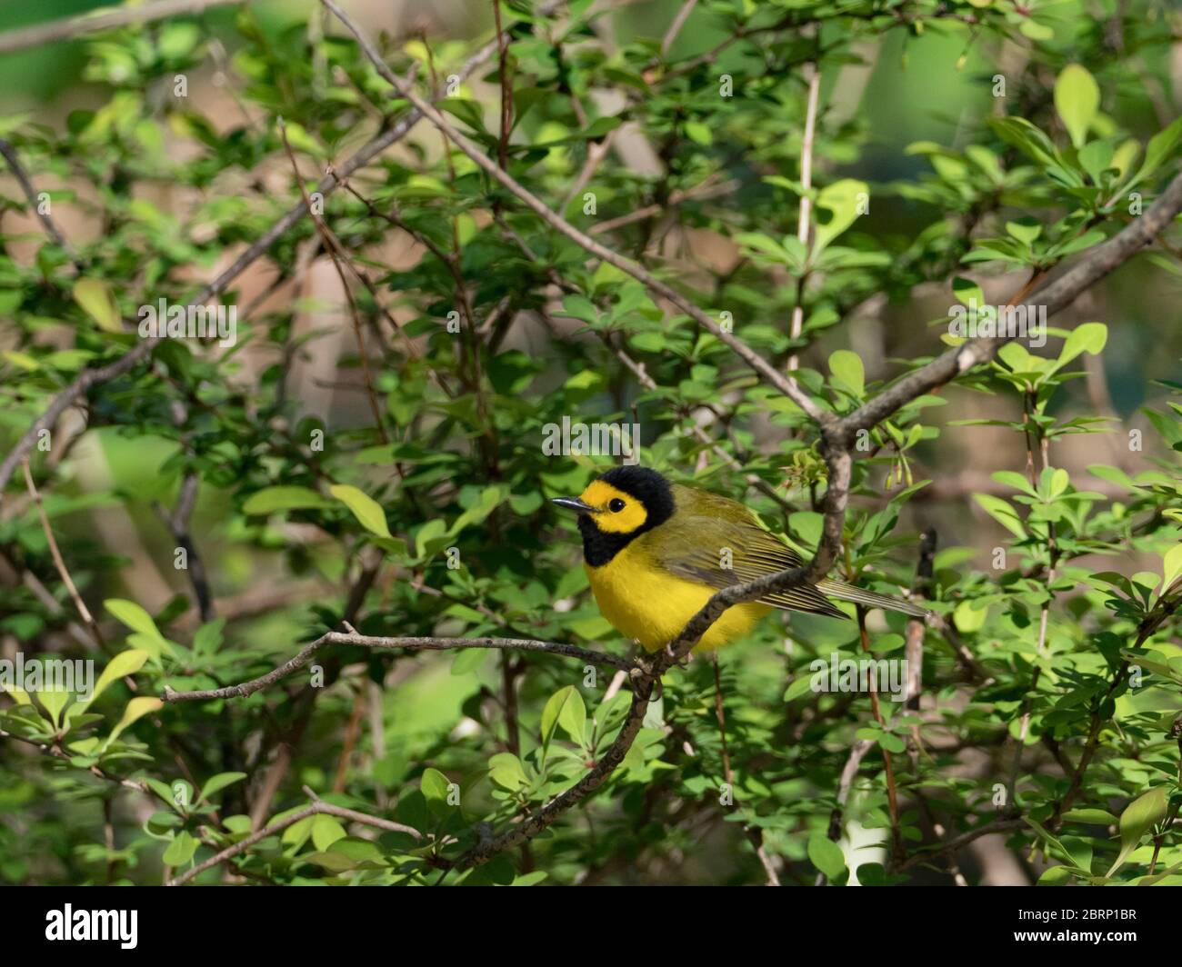 Hooded warbler, Setophaga citrina, a gorgeous neotropical migrant warbler in the forests of Ohio, USA Stock Photo