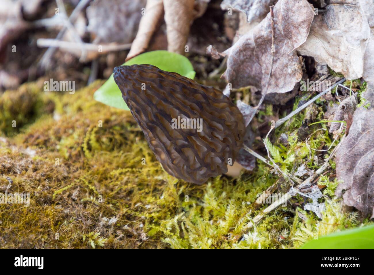 Edible morel fungi on woodland floor for wild food foraging Stock Photo