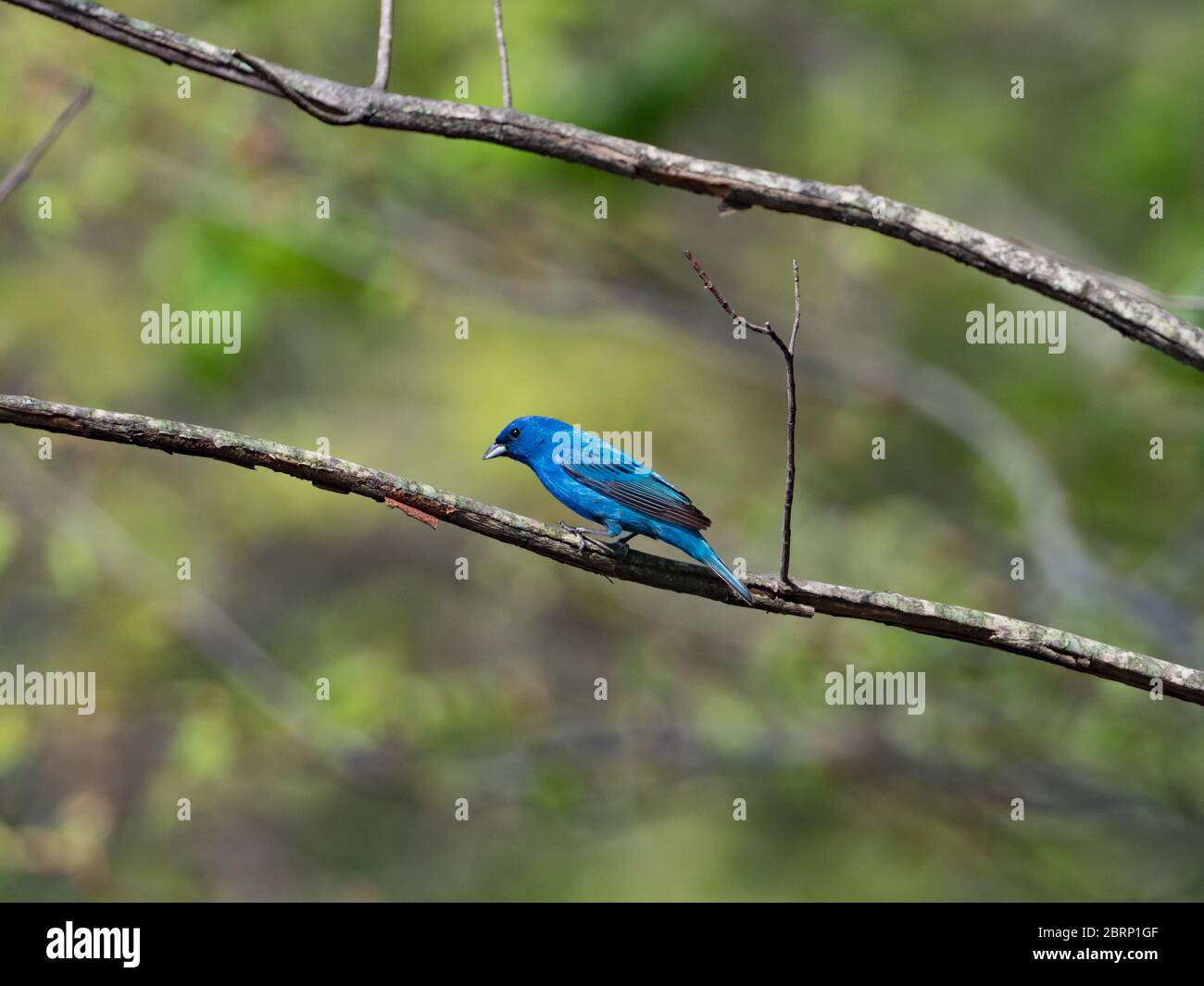 Indigo bunting, Passerina cyanea, one of the most stunningly colored birds in north america Stock Photo