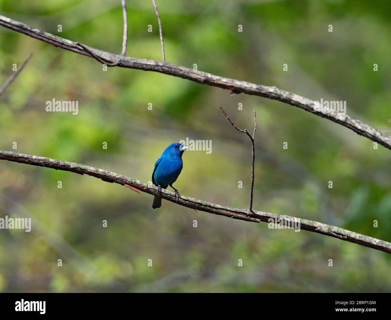 Indigo bunting, Passerina cyanea, one of the most stunningly colored birds in north america Stock Photo