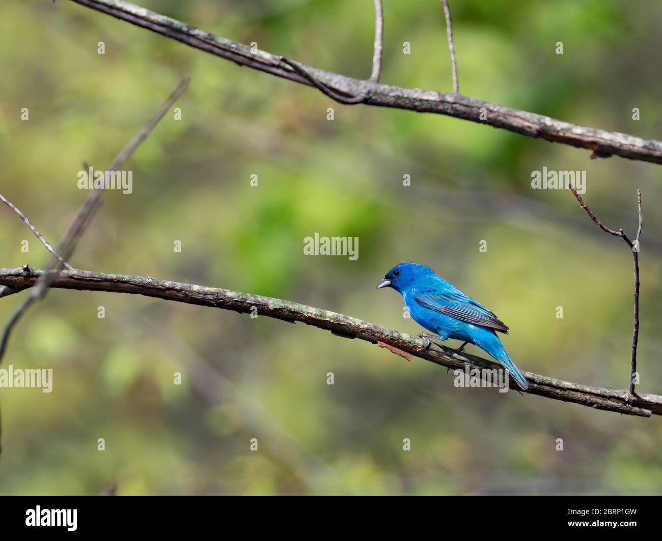 Indigo bunting, Passerina cyanea, one of the most stunningly colored birds in north america Stock Photo