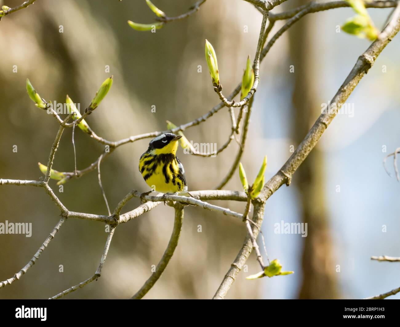Magnolia warbler, Setophaga magnolia, a stunning neotropical migrant warbler breeding on the east coast of North America Stock Photo