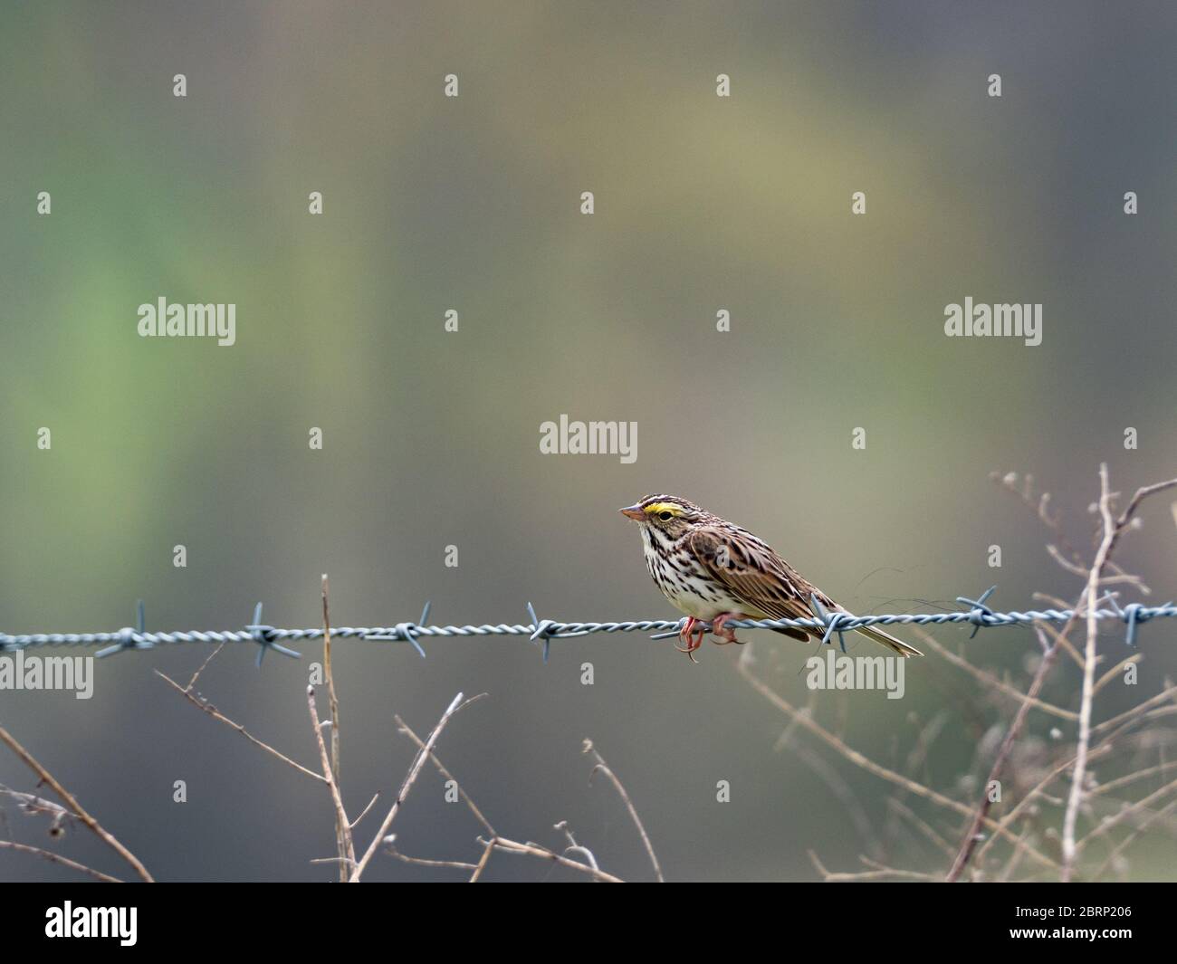 Savannah sparrow, Passerculus sandwichensis, on a fence in Amish Country, Ohio Stock Photo