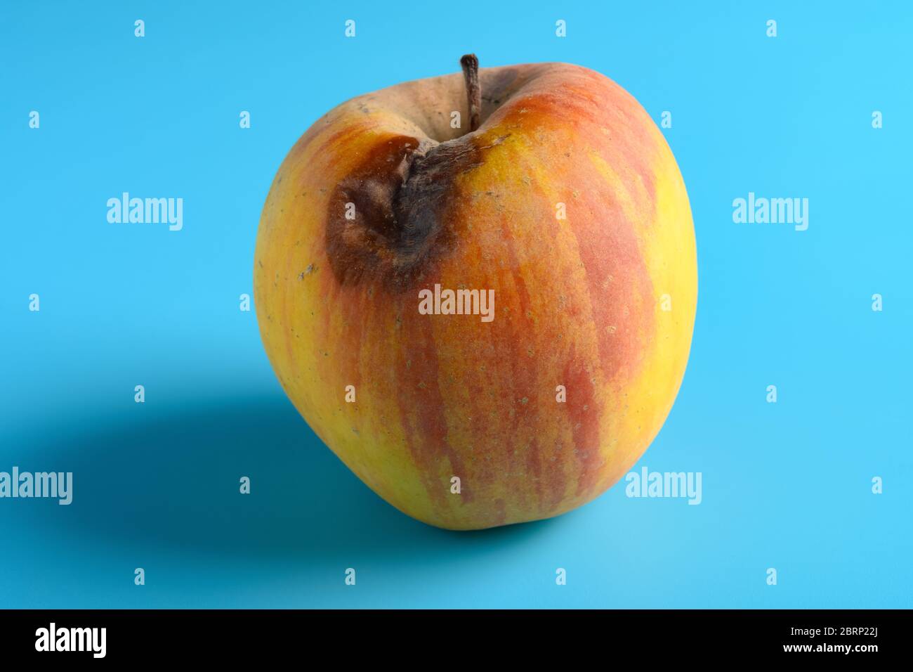 Rotten Apple with a Large Worm Stock Image - Image of oozing, overripe:  80511937