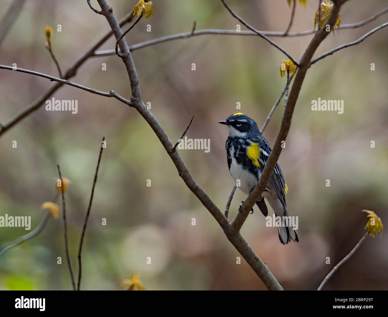 Yellow-rumped Warbler, Setophaga coronata, one of the most common neotropical migrants in the USA Stock Photo