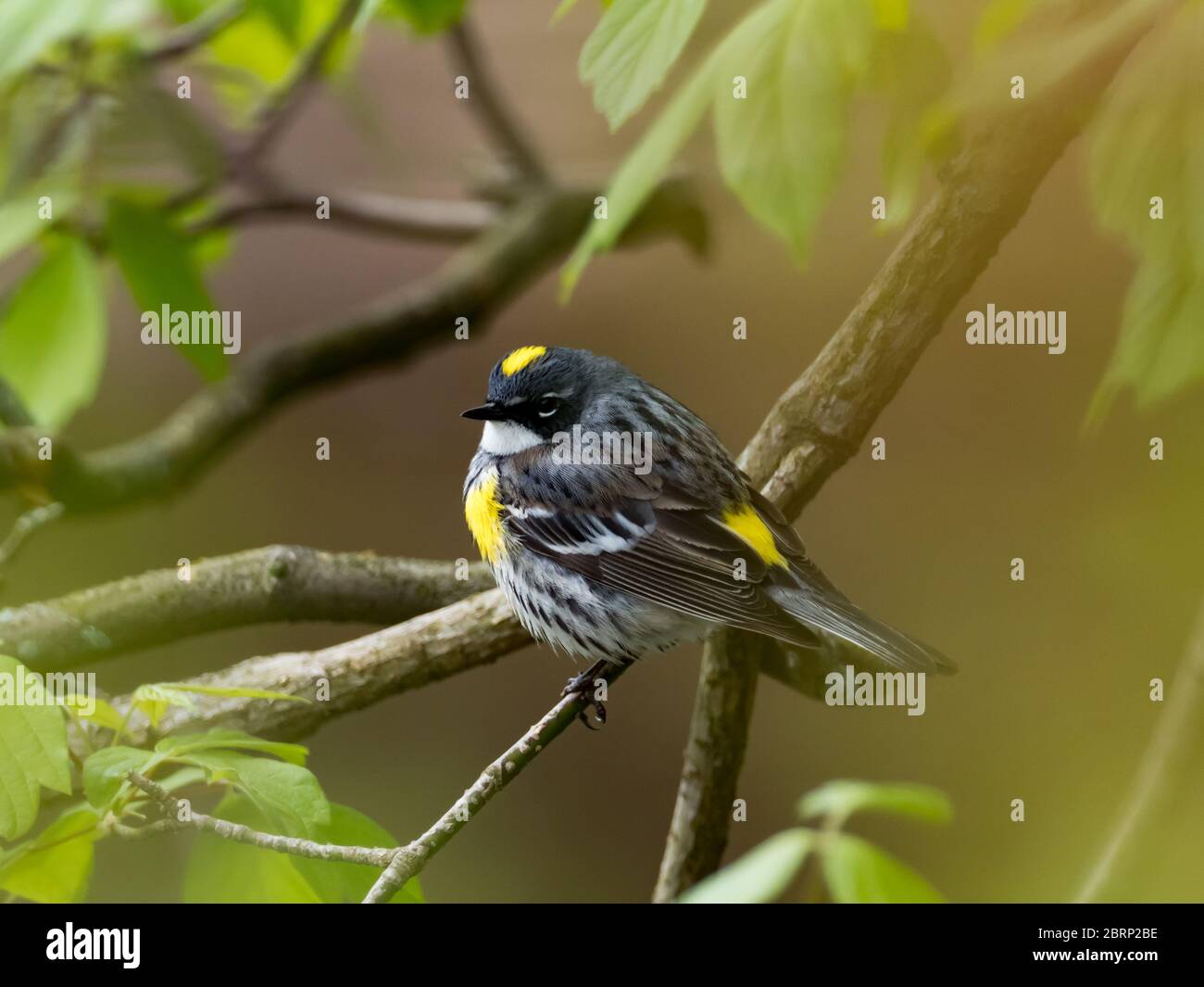 Yellow-rumped Warbler, Setophaga coronata, one of the most common neotropical migrants in the USA Stock Photo