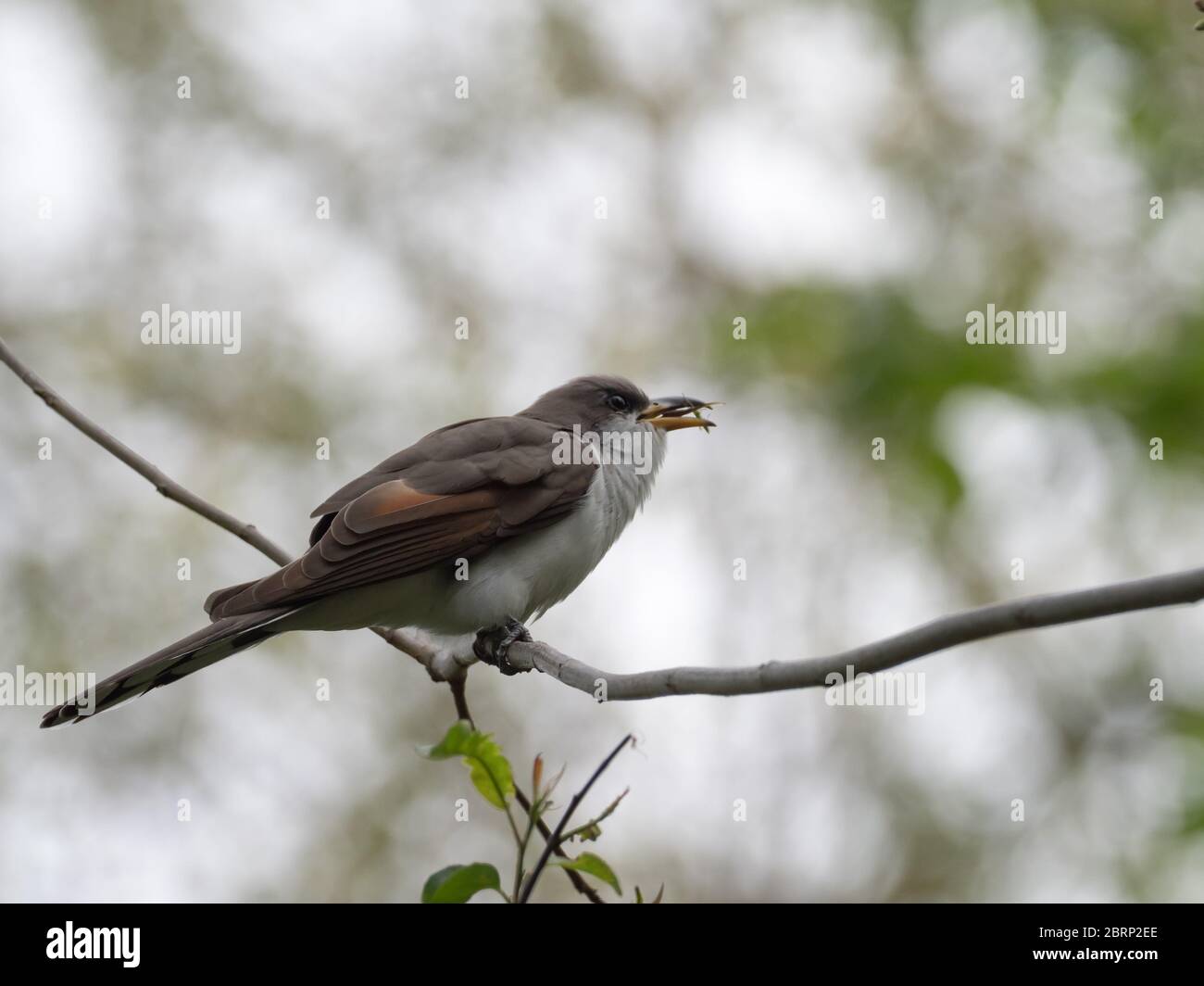 Yellow-billed cuckoo, Coccyzus americanus, a neotropical migrant nesting in the forest of north America Stock Photo