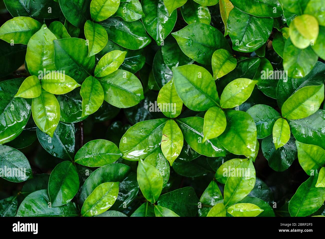 Tender wet leaves hi-res stock photography and images - Alamy
