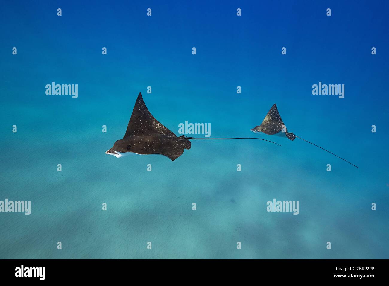 Pacific whitespotted eagle rays or Pacific eagle ray, Aetobatus laticeps, courtship, female (left) followed by smaller male, Black Rock, Maui, Hawaii Stock Photo