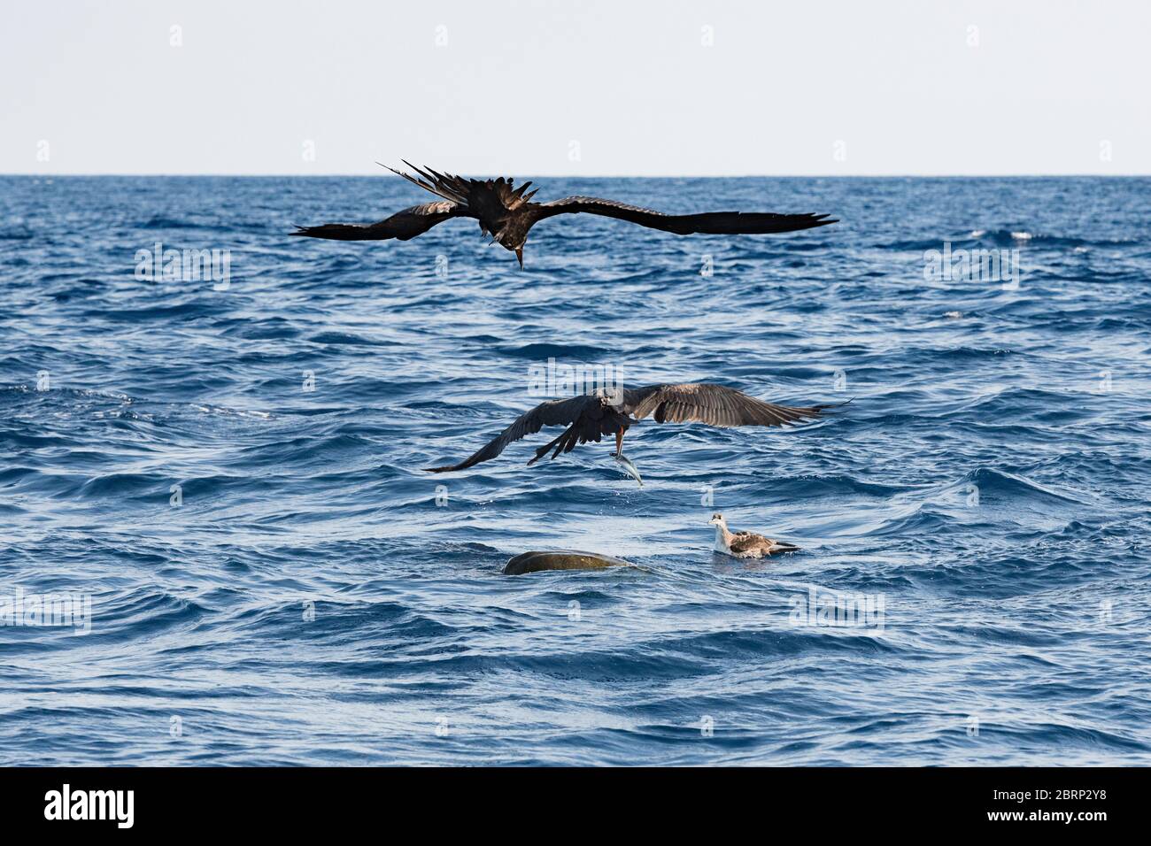 magnificent frigate bird snatches bait fish that was trying to shelter under an olive ridley sea turtle floating at the surface, offshore Costa Rica Stock Photo