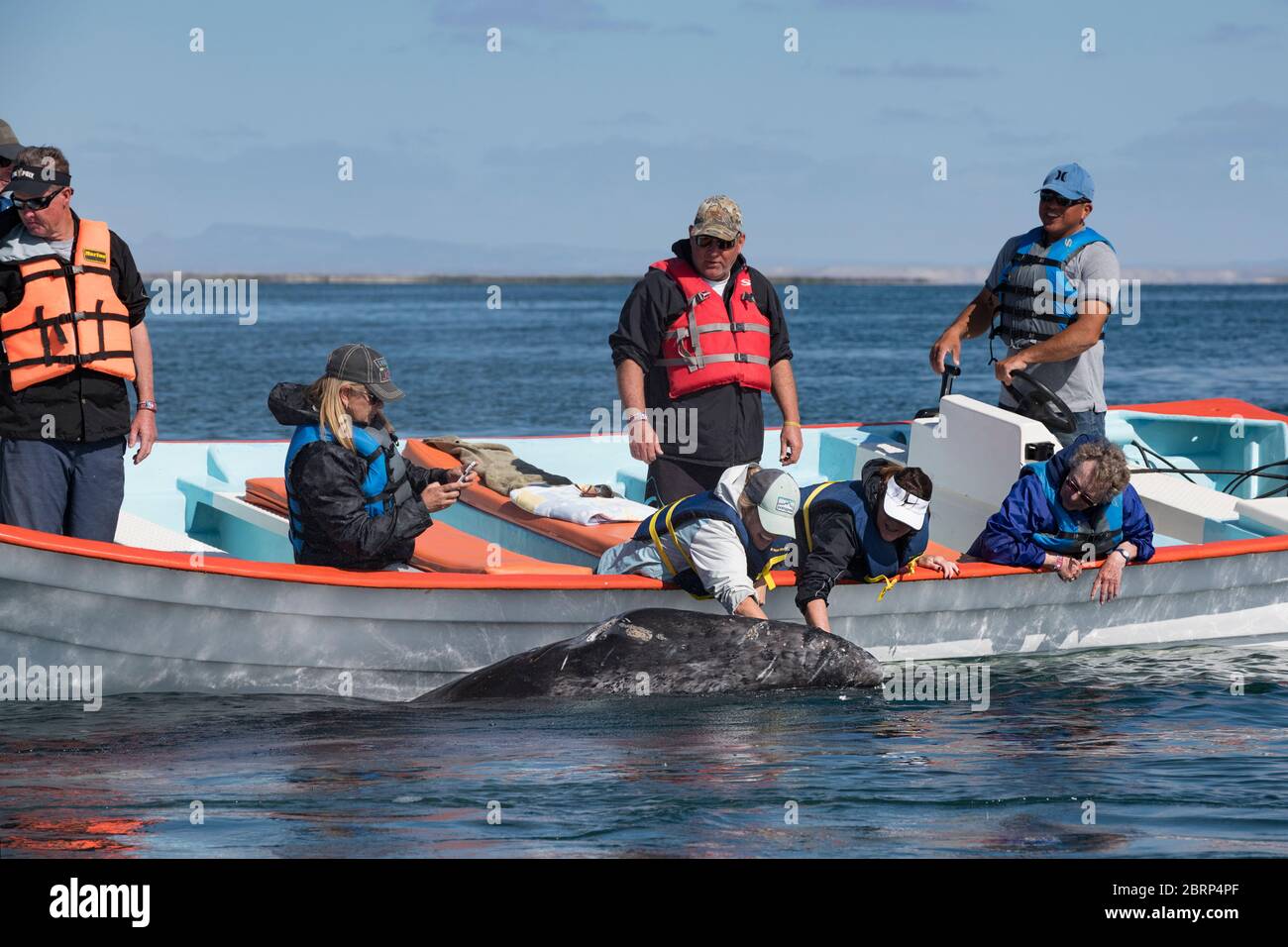 friendly gray whale calf, Eschrichtius robustus, surfaces next to a whale-watching tour boat, San Ignacio Lagoon, El Vizcaino Reserve, Baja, Mexico Stock Photo