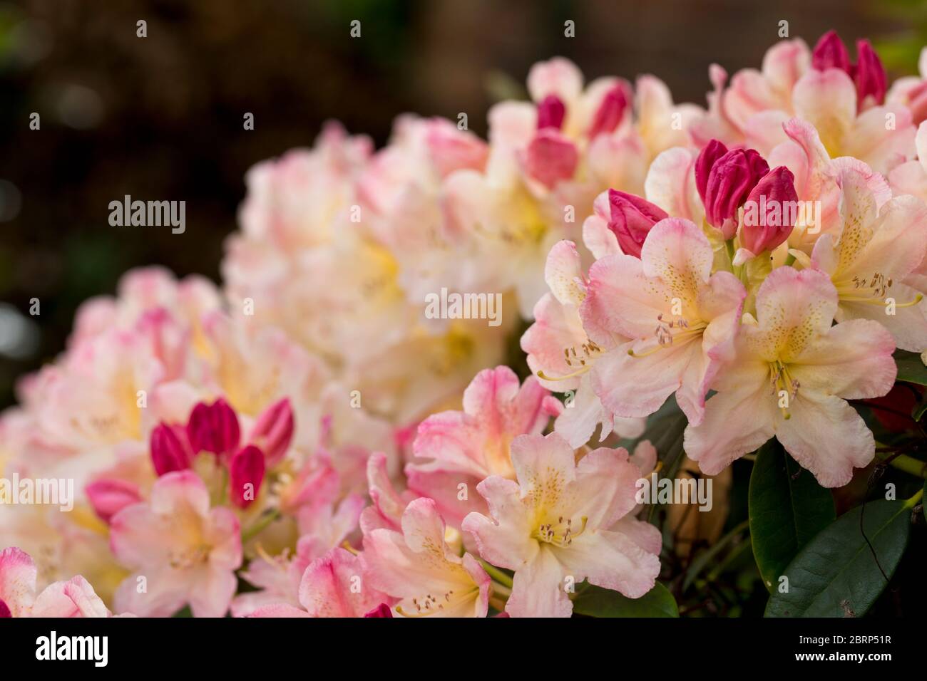 A red flowering rhododendron in early flower in late spring, North Yorkshire, England, United Kingdom Stock Photo