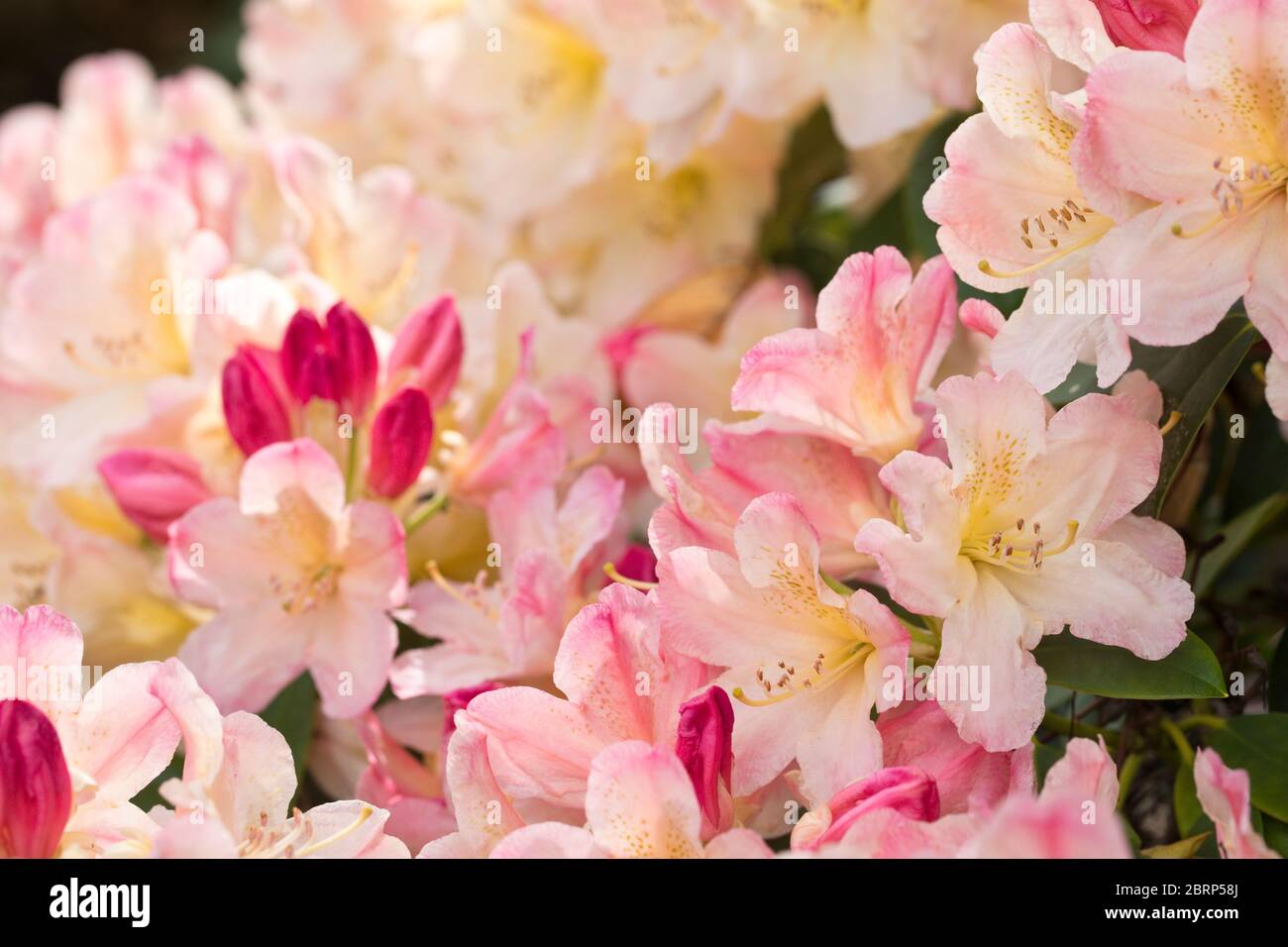 A red flowering rhododendron in early flower in late spring, North Yorkshire, England, United Kingdom Stock Photo