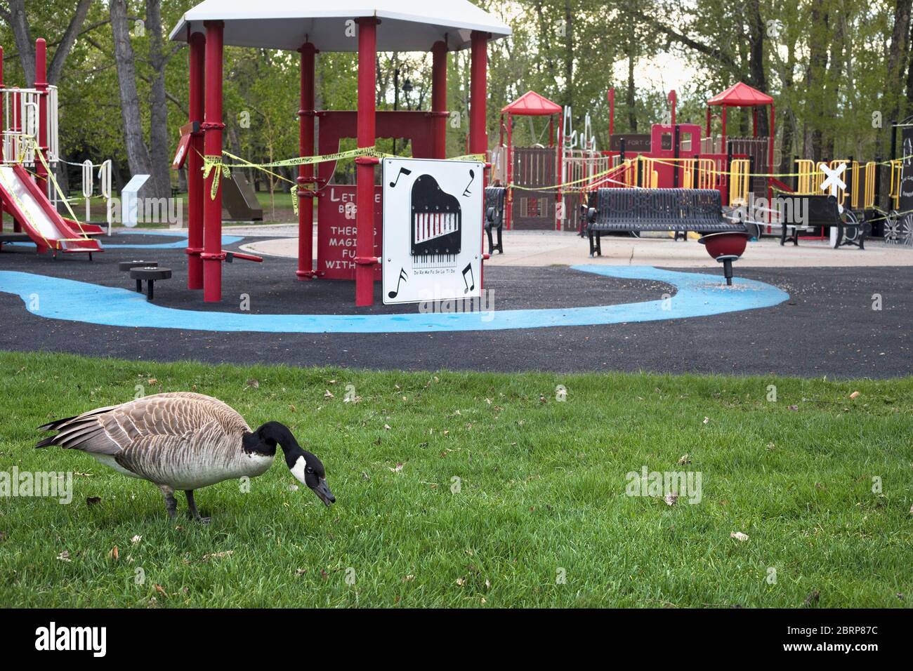 Coronavirus lockdown: Canada Goose grazing on grass is the only occupant of a city park playground closed to prevent the spread of COVID 19 Stock Photo