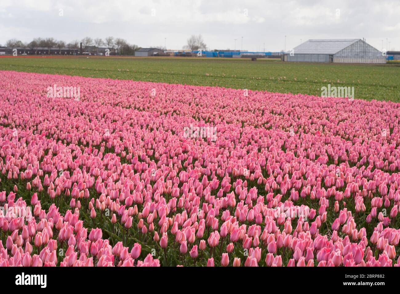 Rows of pink tulips growing on a farm field in South Holland province ...