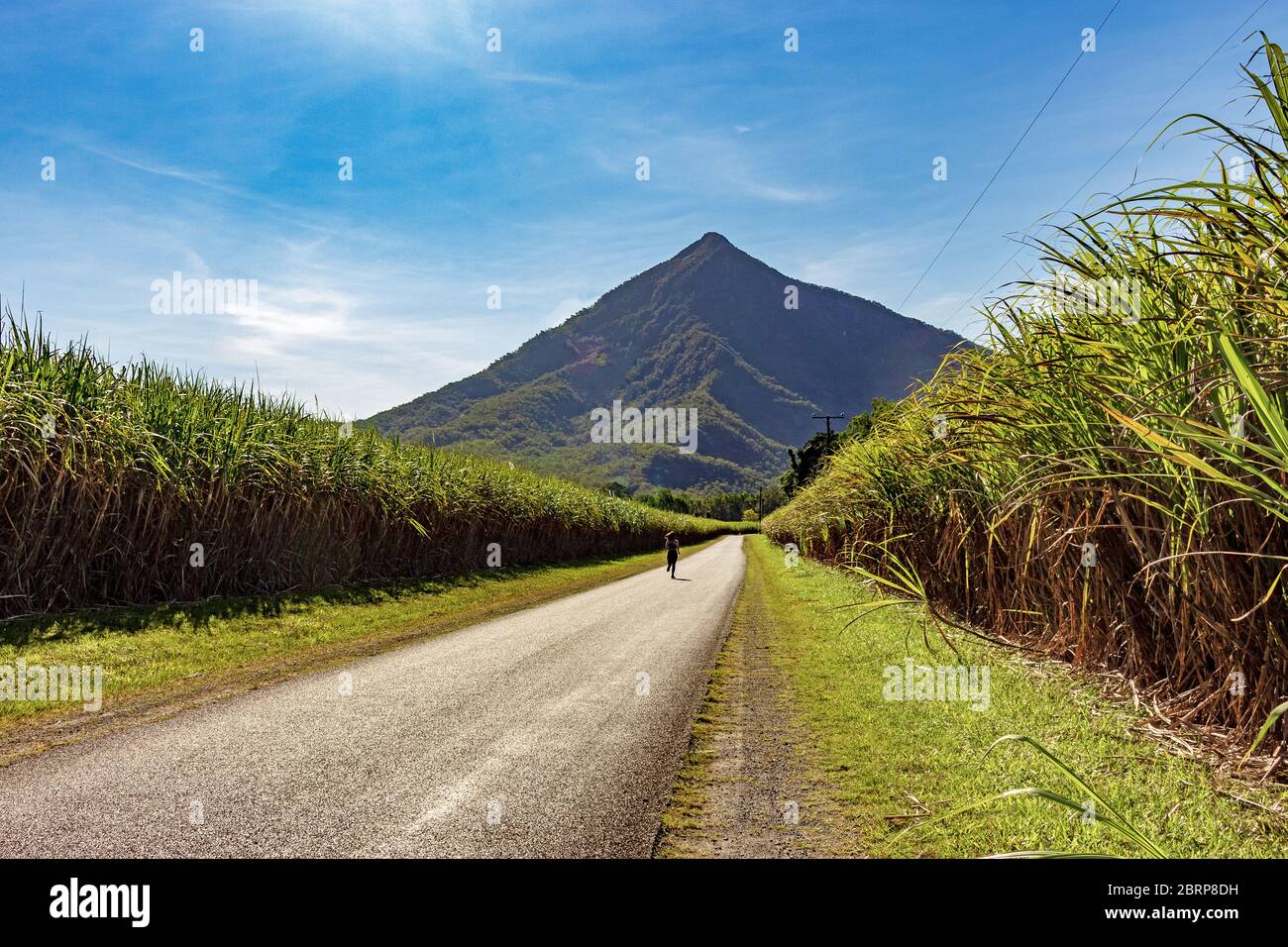Walsh’s Pyramid south of Cairns is a spectacular 922m tall freestanding natural pyramid viewed from behind with sugarcane field perspective Stock Photo