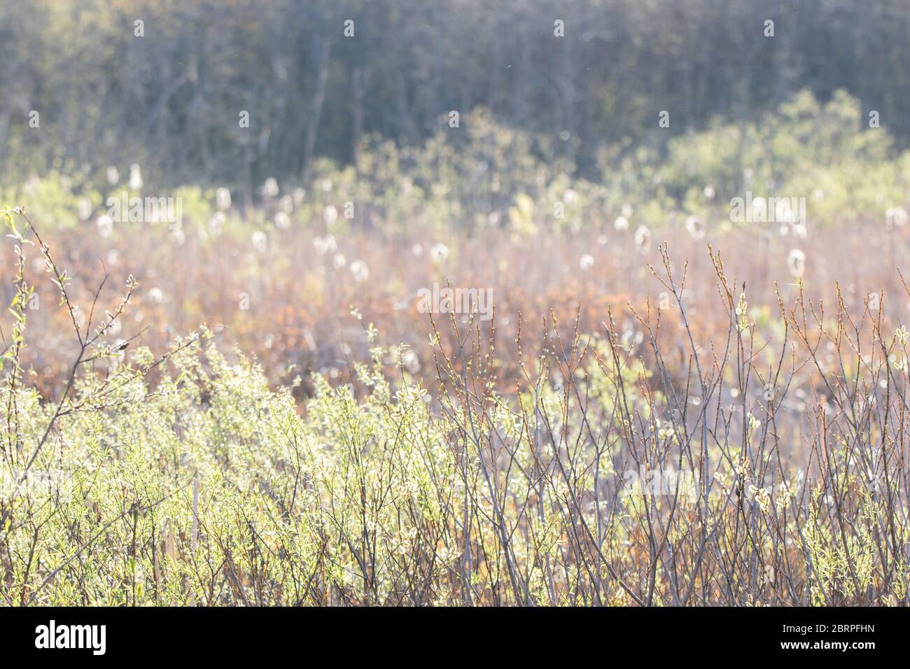 Nature background of  soft pastel shrubs in the marsh in springtime Stock Photo
