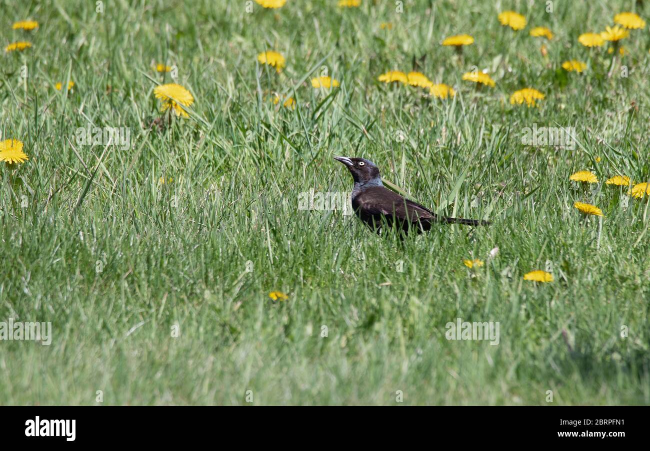 Common grackle (Quiscalus quiscula) Stock Photo