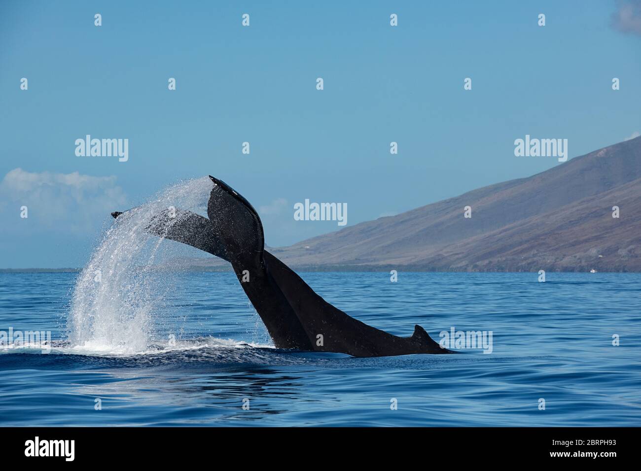 humpback whale, Megaptera novaeangliae, fluke slapping or lobtailing, West Maui, Hawaii, Hawaii Humpback Whale National Marine Sanctuary, USA Stock Photo