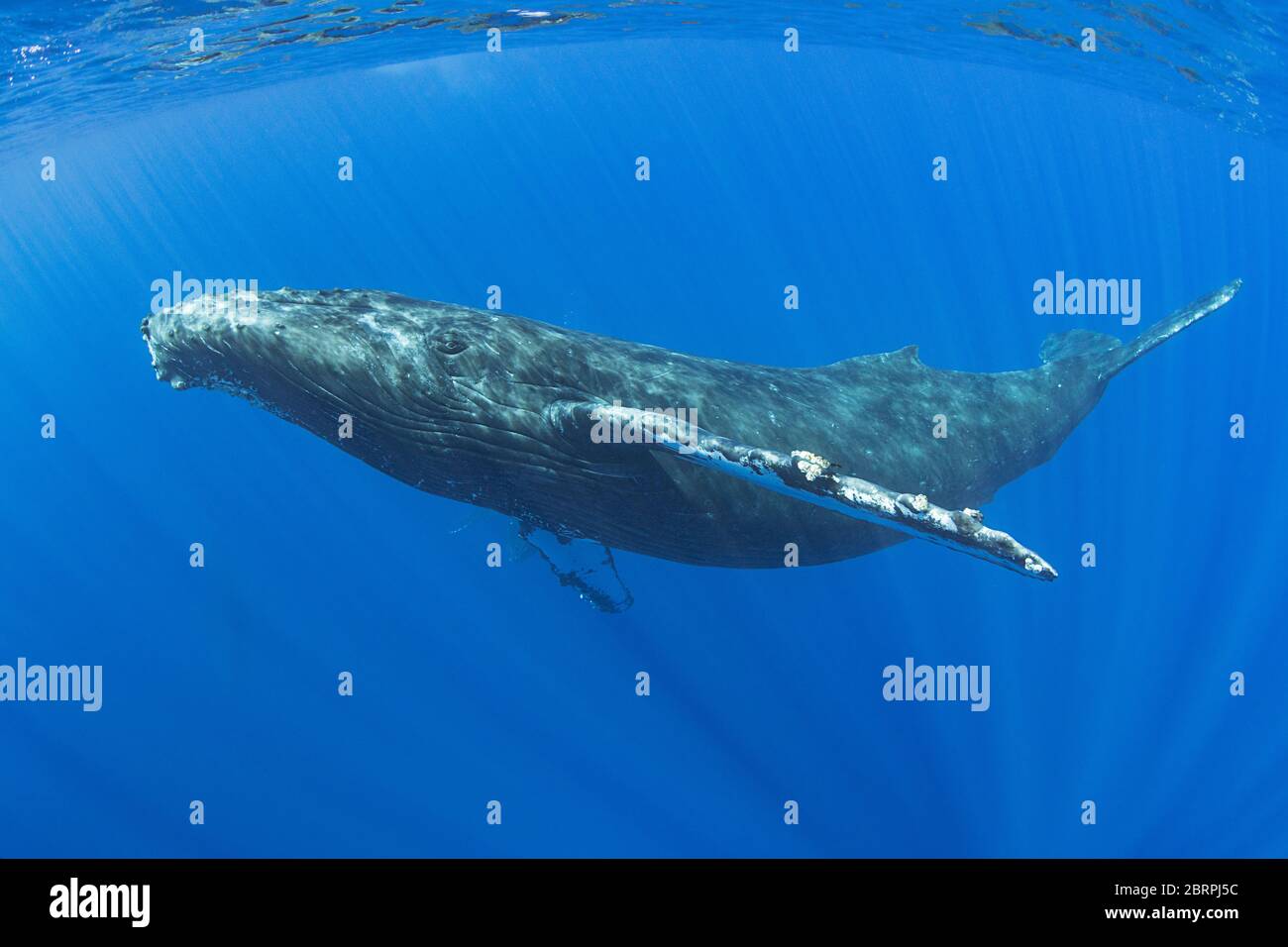 humpback whale, Megaptera novaeangliae,  Maui, Hawaii, Hawaii Humpback Whale National Marine Sanctuary, USA ( Central Pacific Ocean ) Stock Photo