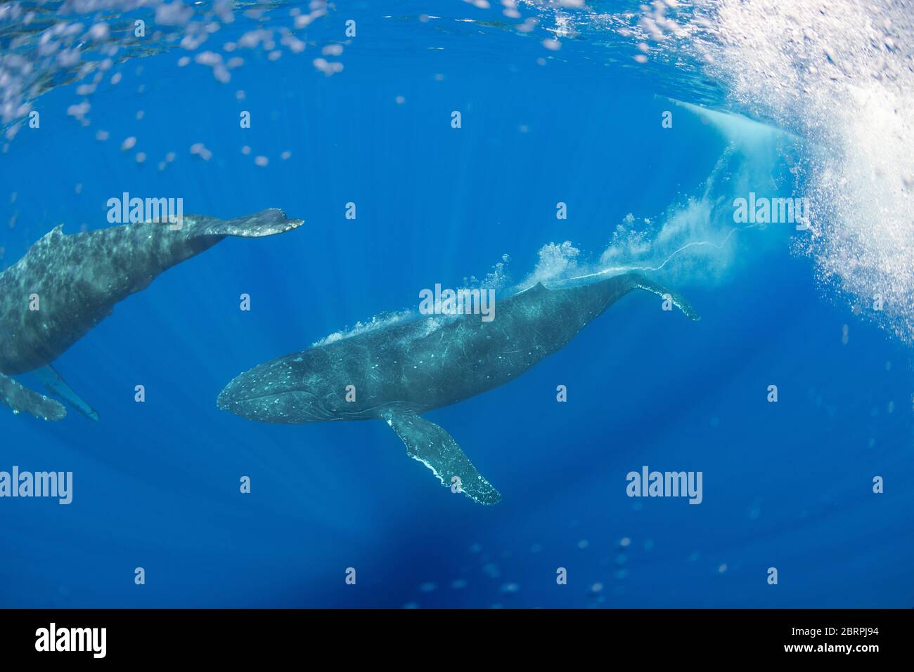 humpback whales, Megaptera novaeangliae, female in foreground, with escort following below; escort is blowing bubbles, an aggressive display, Hawaii Stock Photo