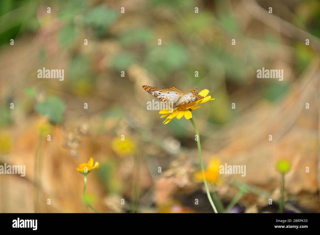 White Peacock Butterfly Stock Photo - Alamy