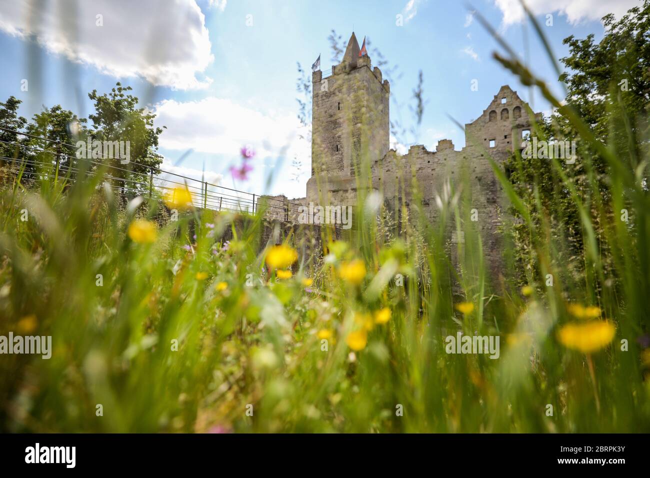 15 May 2020, Saxony-Anhalt, Bad Kösen: A flower meadow is blooming in front of the Rudelsburg. The two castle ruins, picturesquely situated above the river Saale, are popular excursion destinations in Saxony-Anhalt. Photo: Jan Woitas/dpa-Zentralbild/ZB Stock Photo