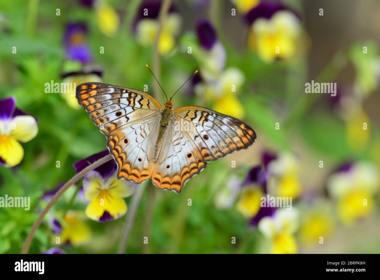 White Peacock Butterfly Stock Photo - Alamy
