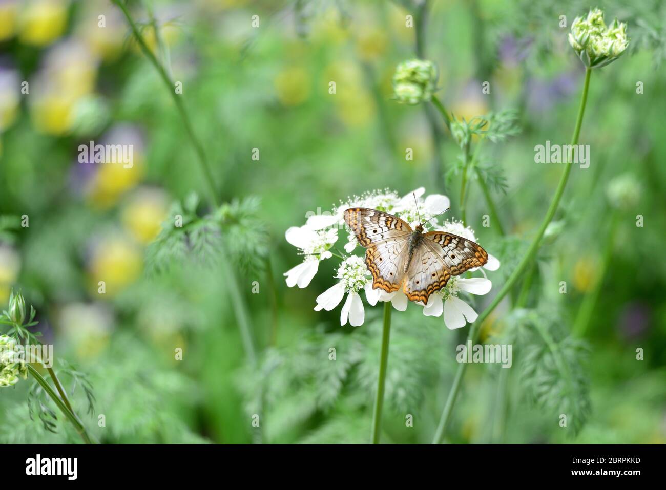 White Peacock Butterfly Stock Photo - Alamy