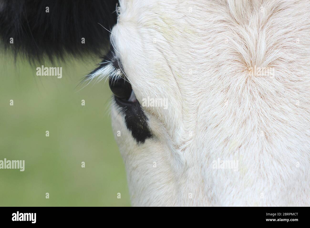 Eye of cow Stock Photo