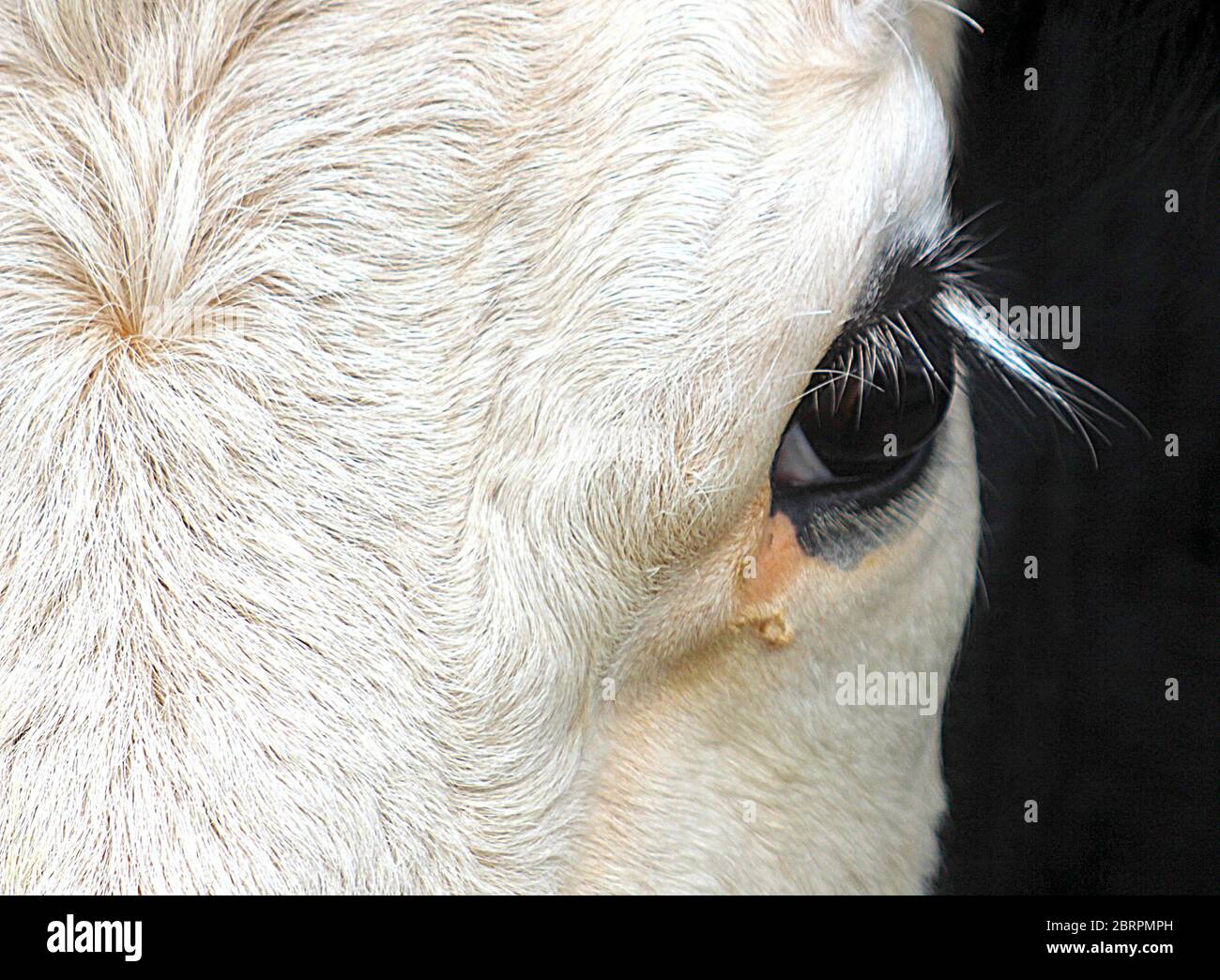 Eye of cow Stock Photo