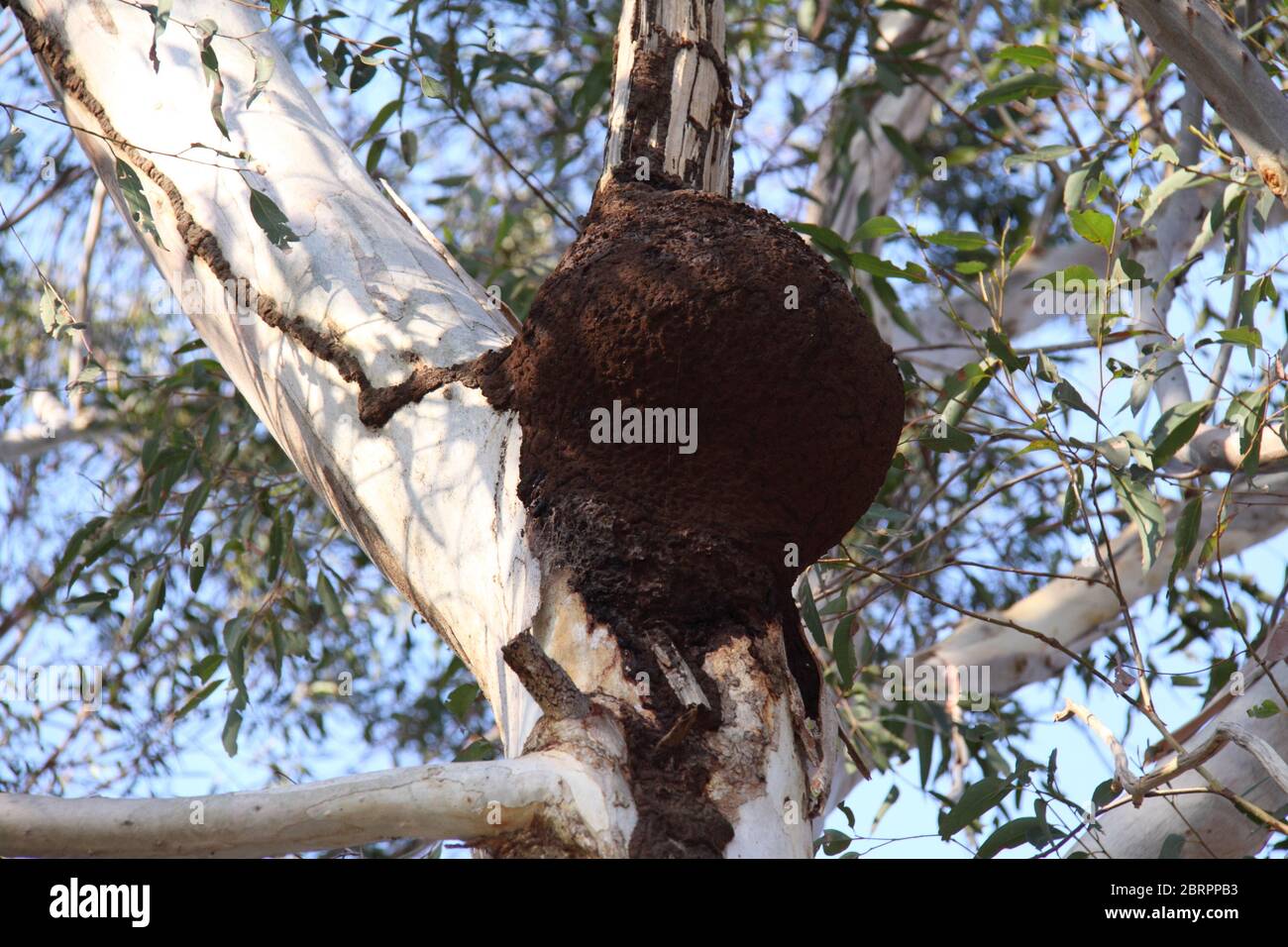 White Ant Termite Arboreal Nest on Weeping Paperbark (Melaleuca Leucadendra) Trunk Stock Photo