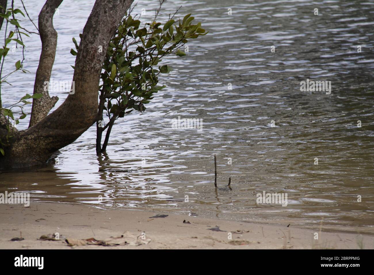 Developing Gray Mangrove (Avicennia Marina) along River Bank Stock Photo