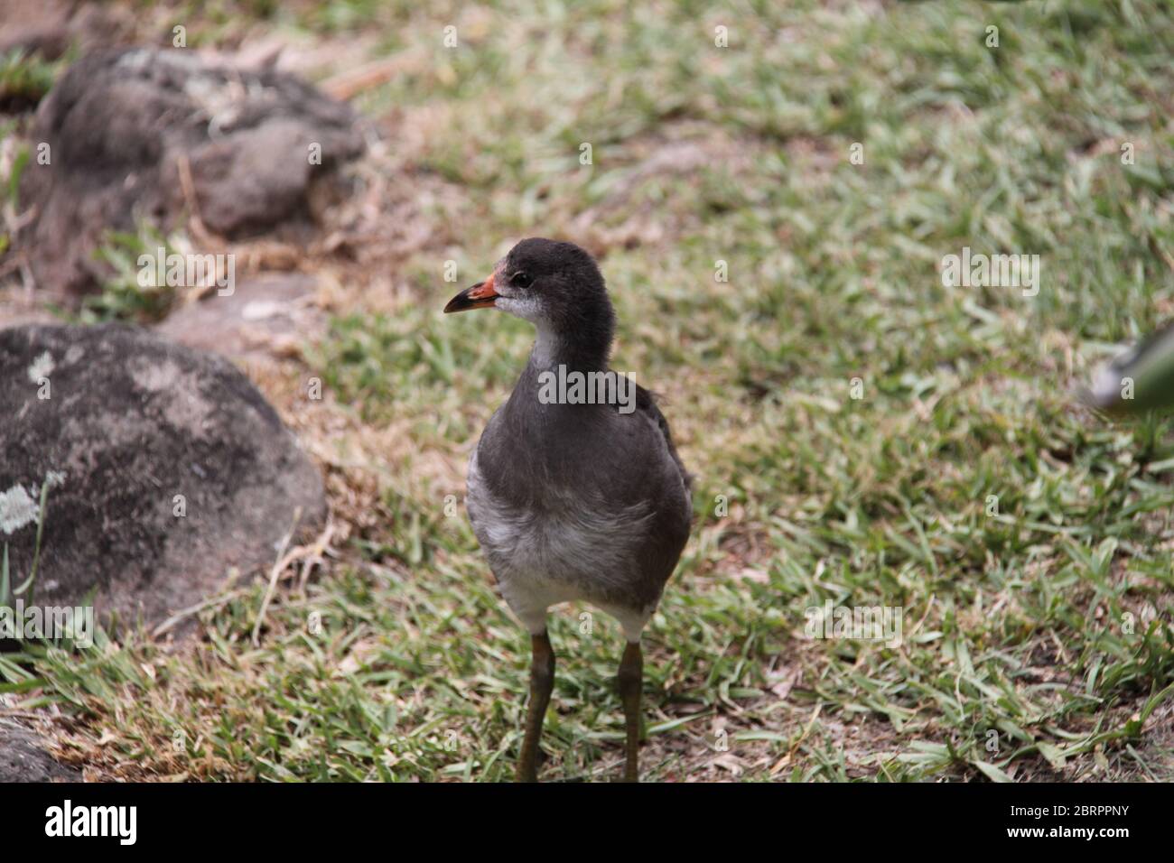 Young Dusky Moorhen (Gallinula Tenebrosa) Chick Stock Photo