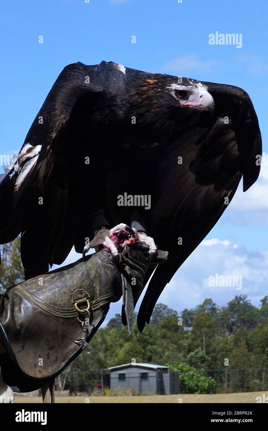 Portrait of a Wedge-Tailed Eagle with a rectangular Body Stock Photo
