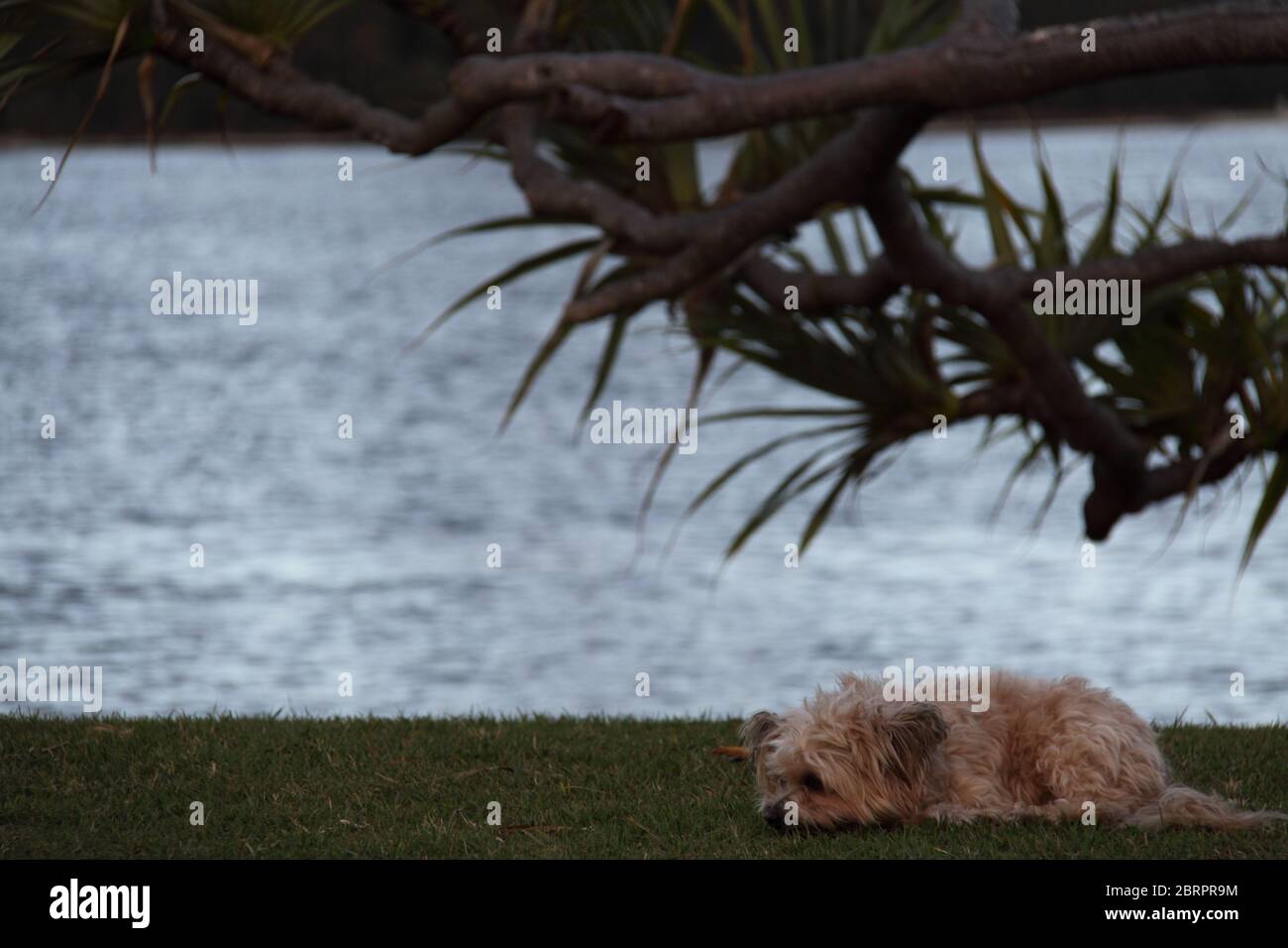 Bored Yorkshire Terrier Dog (Canis Familiaris) Resting in Park Stock Photo